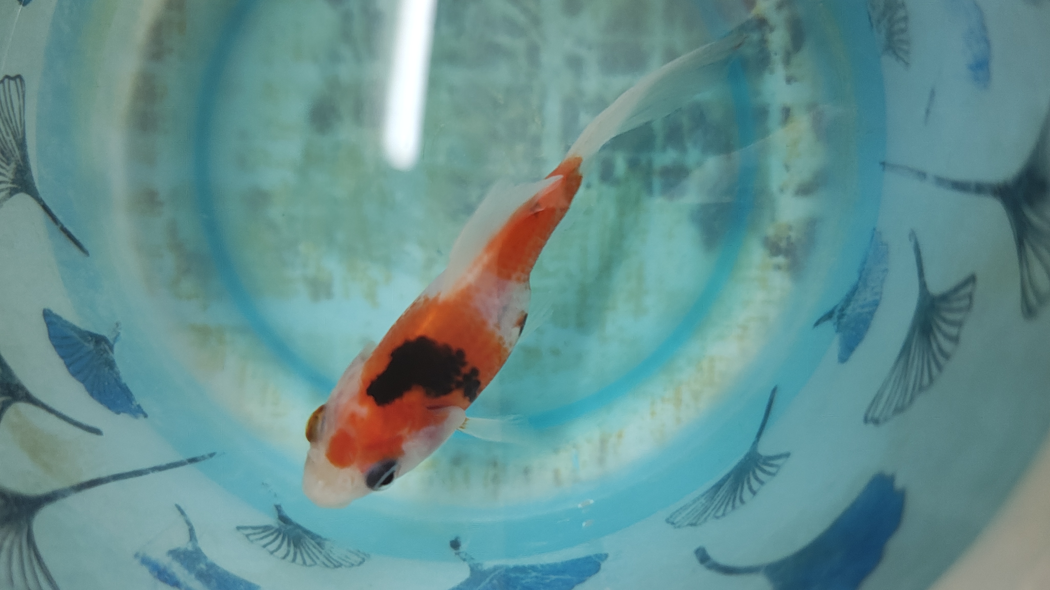 Goldfish for sale