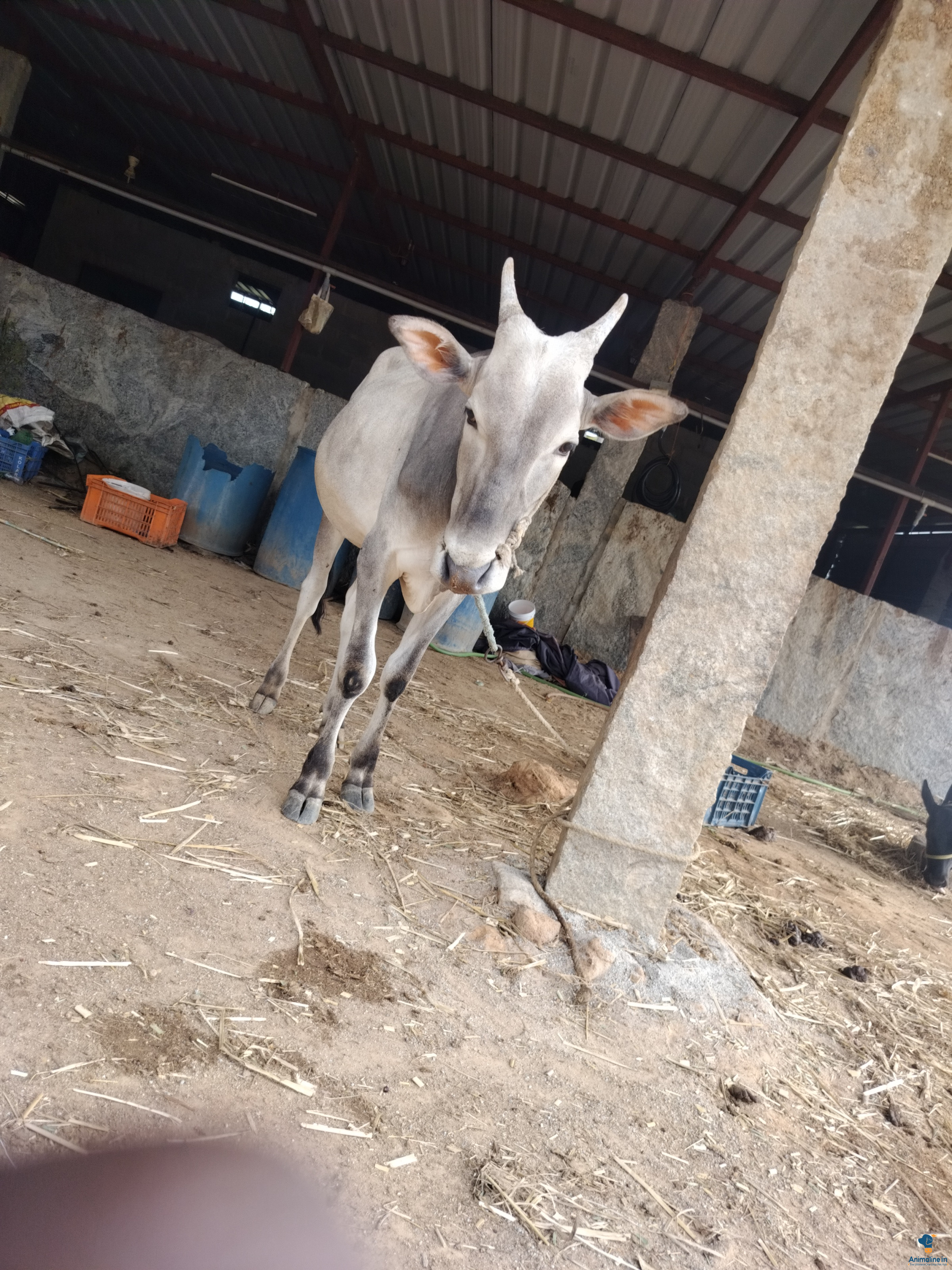 1 manoj kumar 