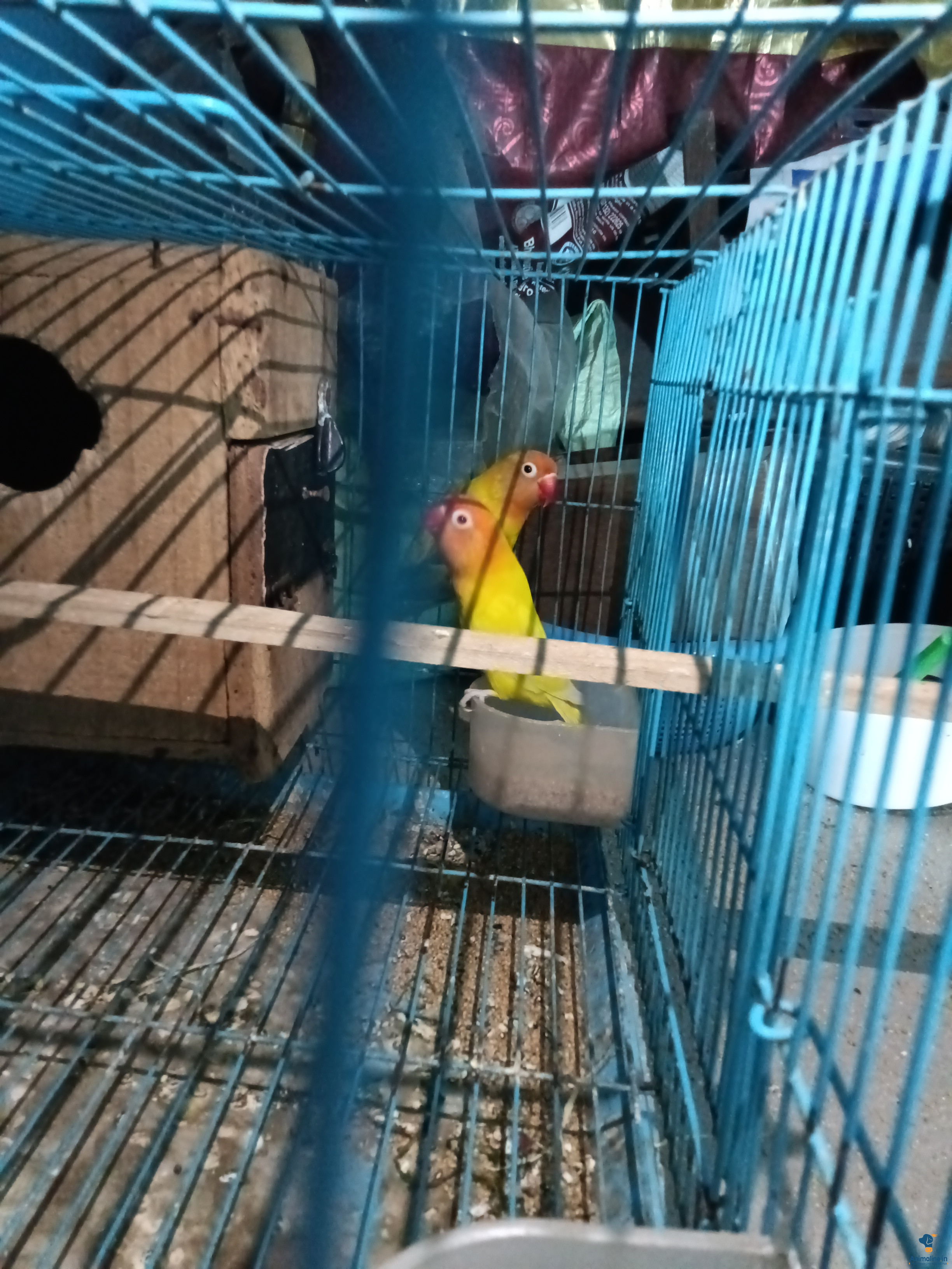 Healthy and Active Male&Females  for Sale contact me 9353938449