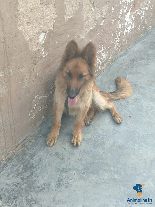 Very friendly dog, very strong 