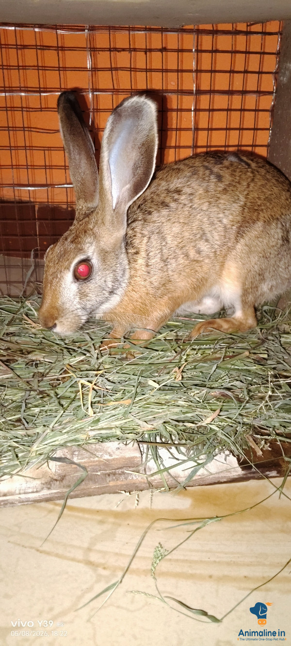 ಪ್ರೀಮಿಯಂ  Rabbit {}