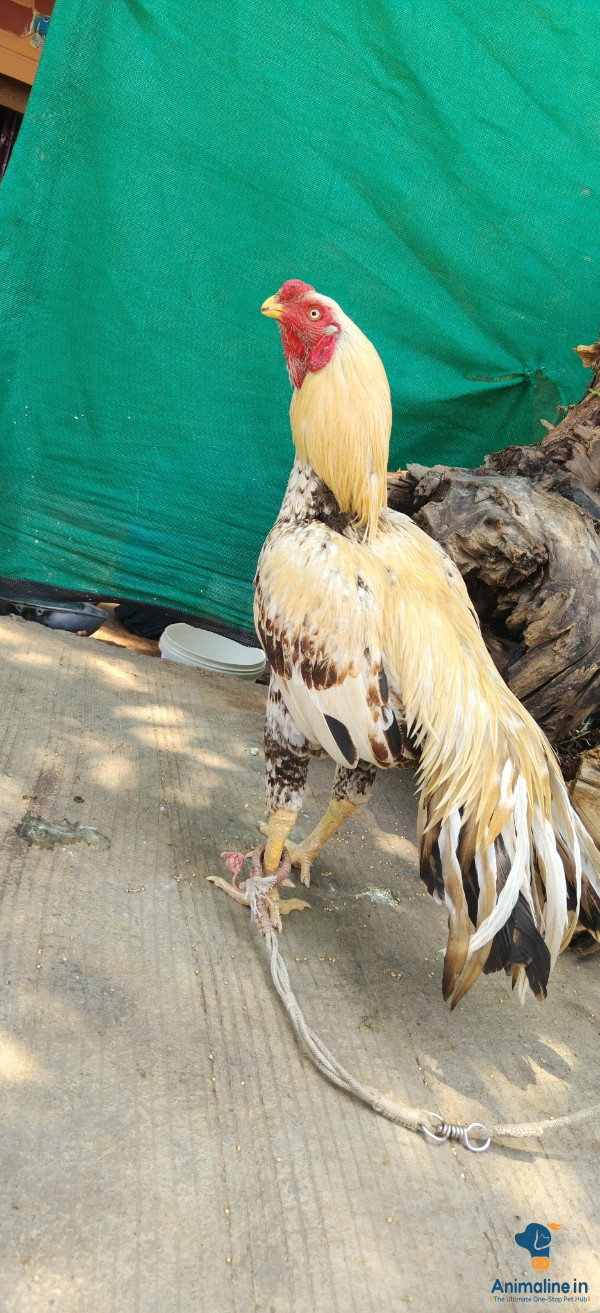 ಪ್ರೀಮಿಯಂ Ankaleshwar Hen {}