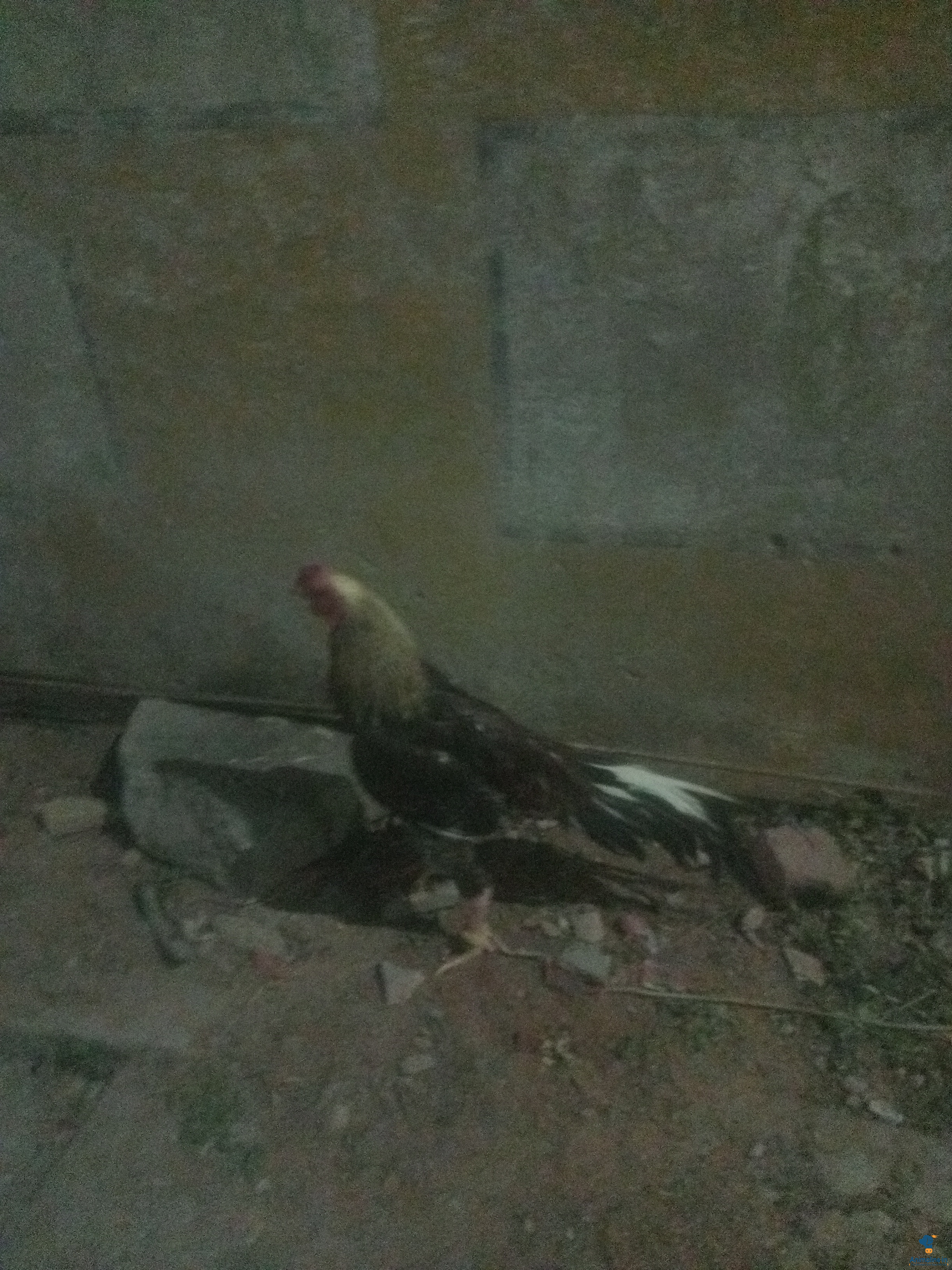 1year male hen