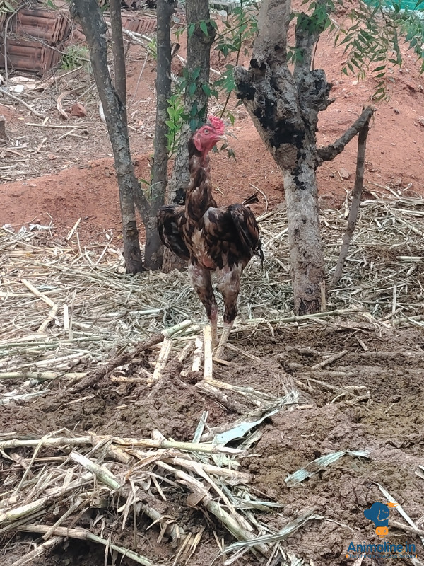 ಮಾರಾಟಕ್ಕಿದೆ ಆರೋಗ್ಯಕರ ಪುರುಷ Aseel