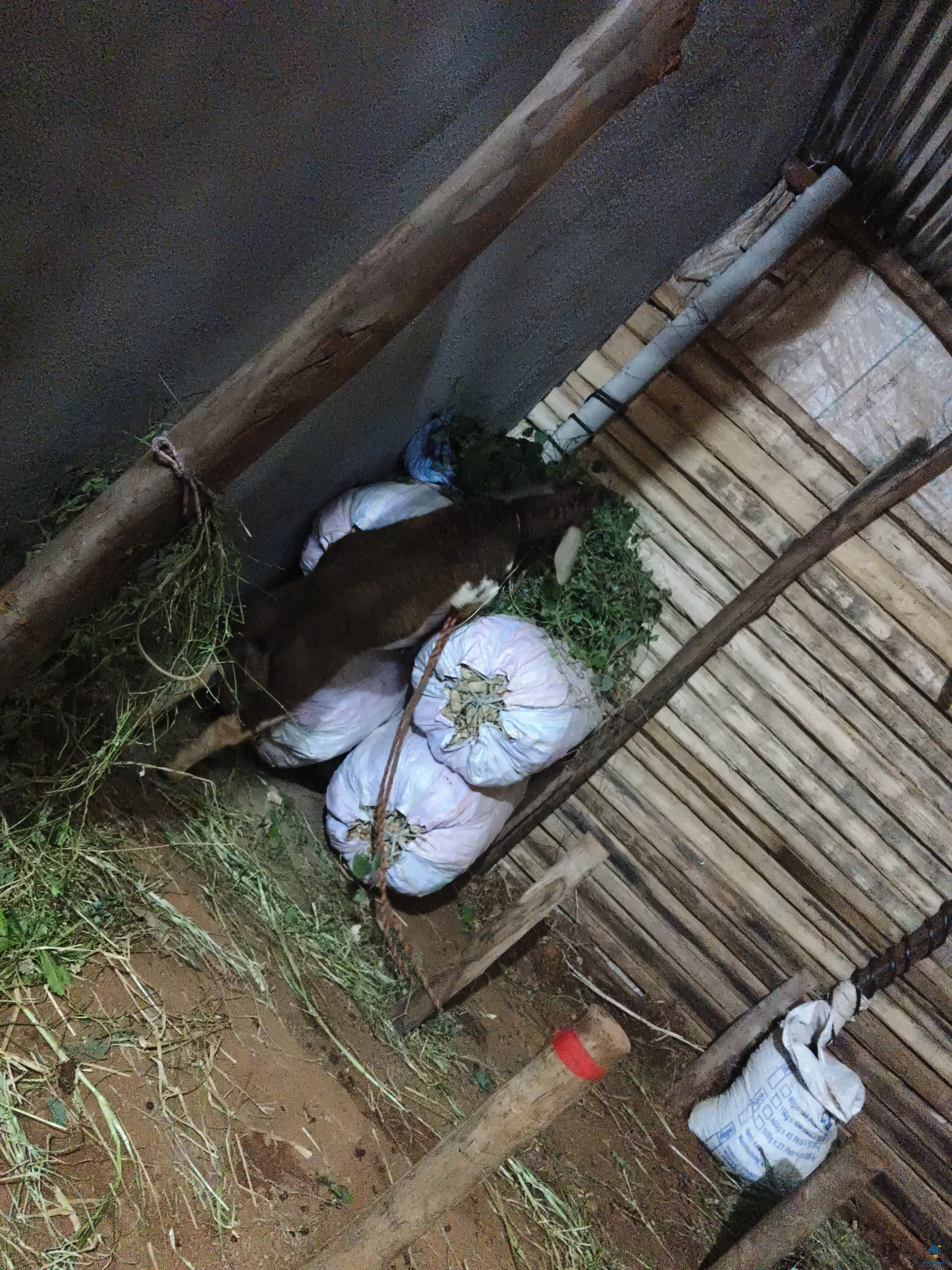 ಪ್ರೀಮಿಯಂ Others Sheep {}