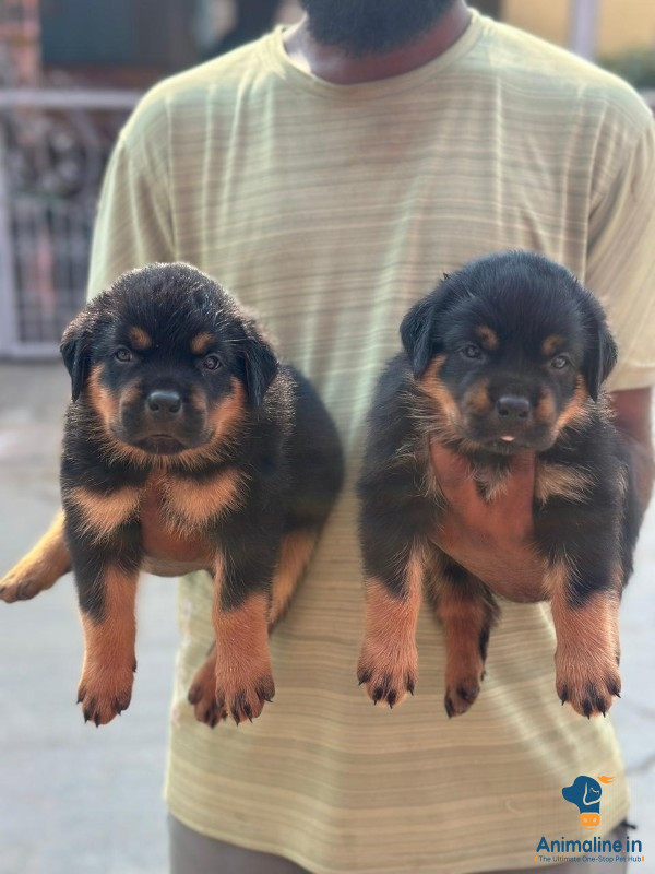45 days old puppies 