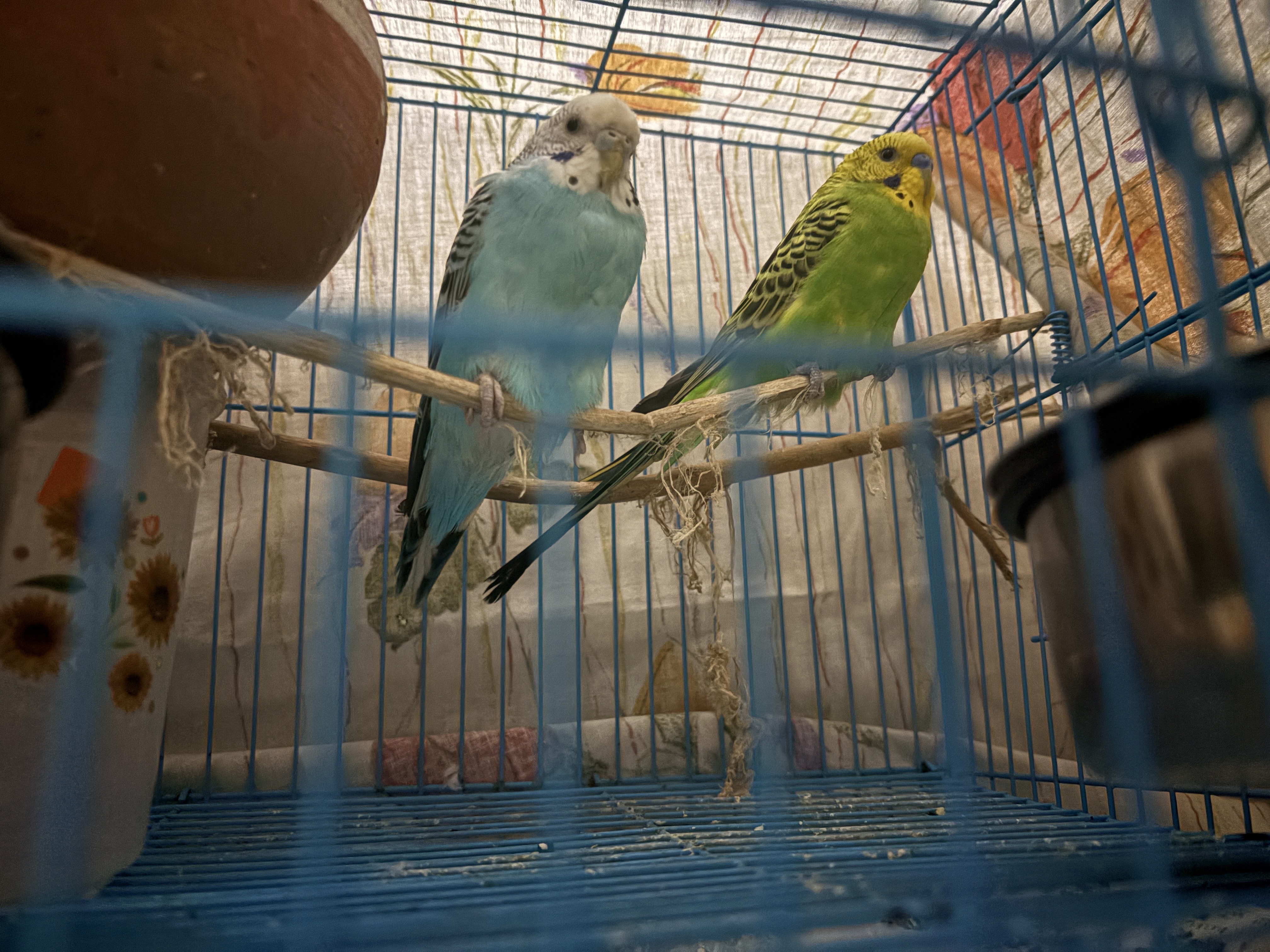 Budgies parrot