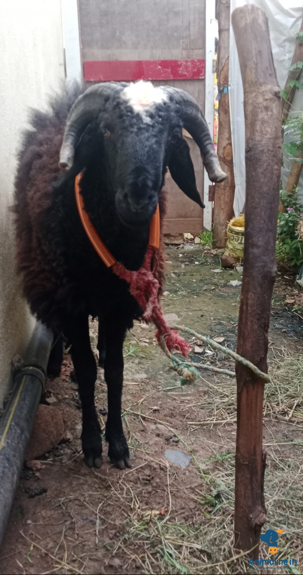 2 ವರ್ಷದ ಕುರಿ 
