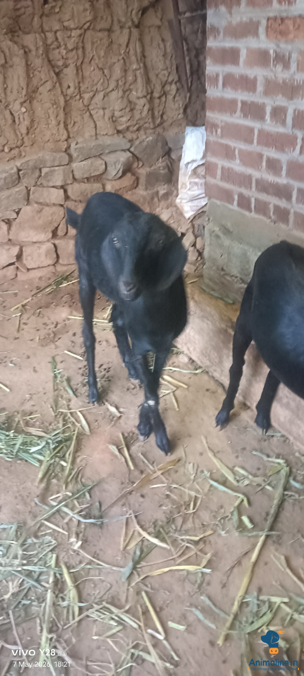 Healthy and Active Male Others for Sale