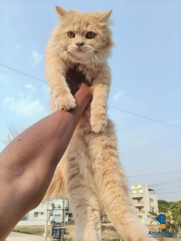 6 months old cat