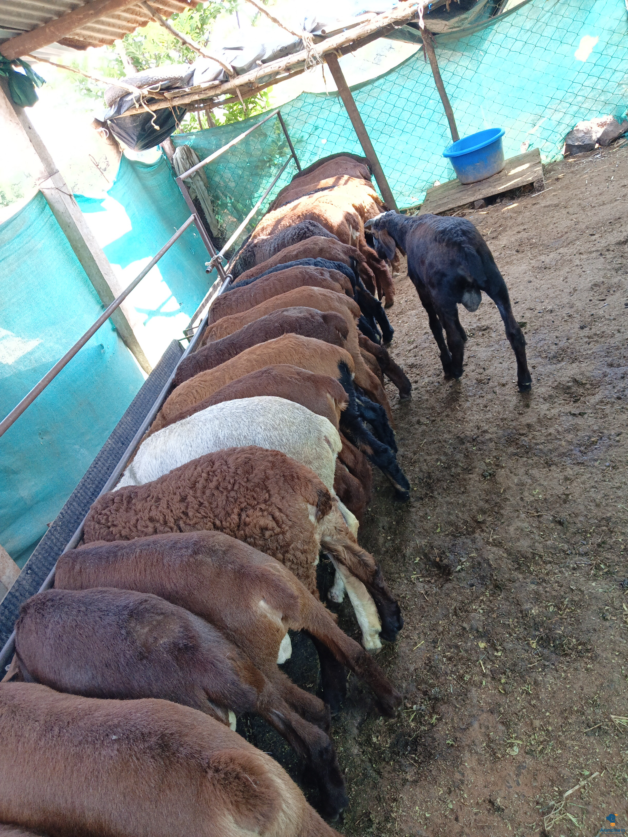 Healthy and Active Male Others for Sale
