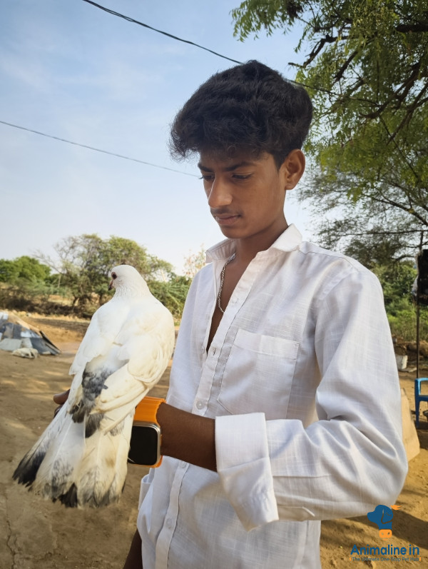 ಗಂಡು ಹಕ್ಕಿ 