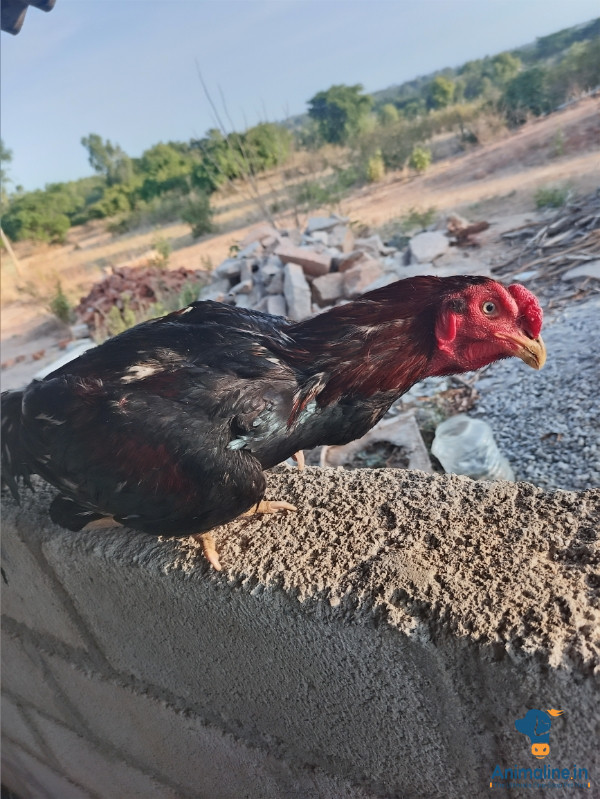 ಮಾರಾಟಕ್ಕಿದೆ ಆರೋಗ್ಯಕರ ಪುರುಷ Aseel
