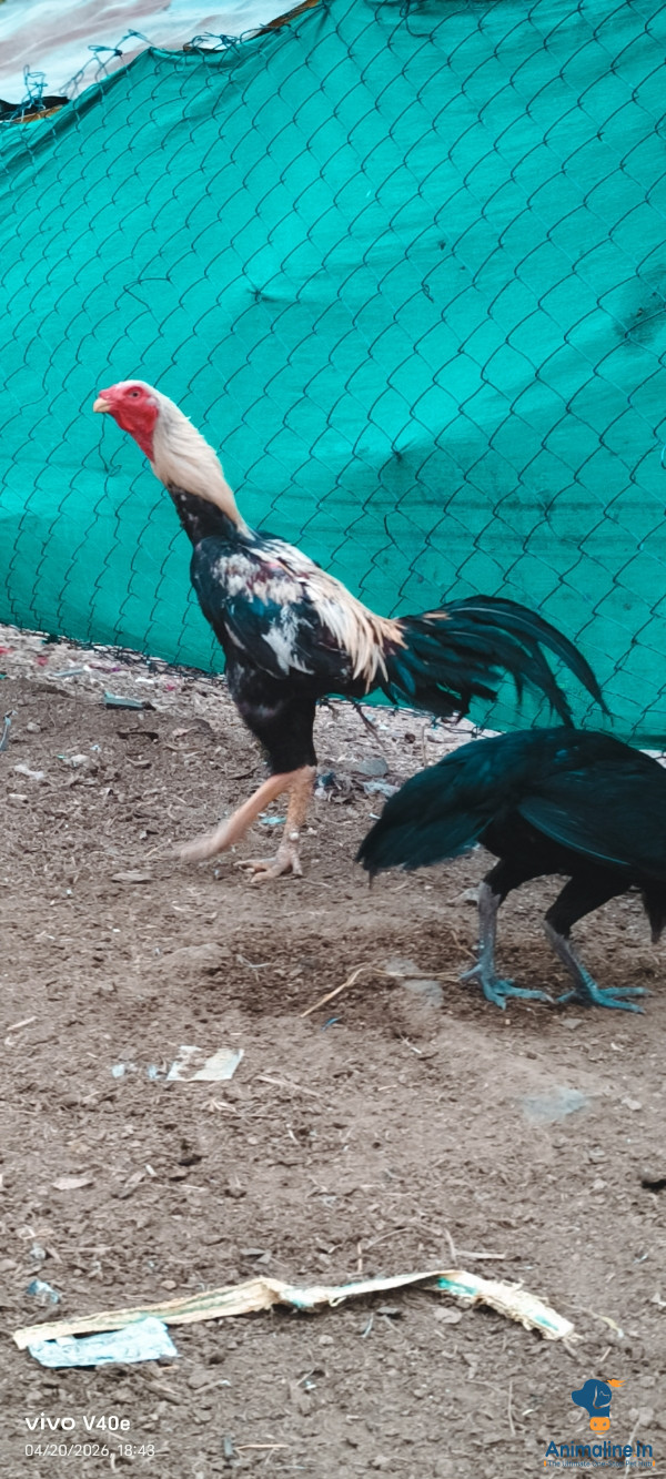2 ಪುರುಷ ಹುಂಜ ಲಭ್ಯ 
