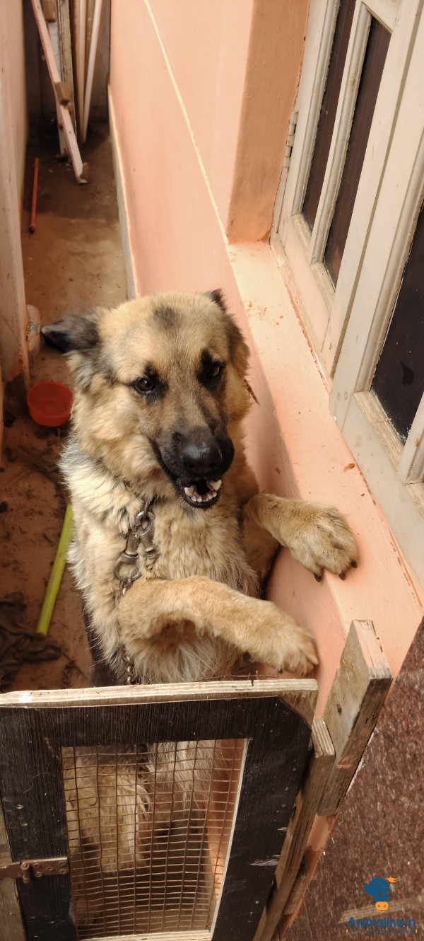 ಆರು ವರ್ಷದ ಒಳ್ಳೆಯ ನಾಯಿ