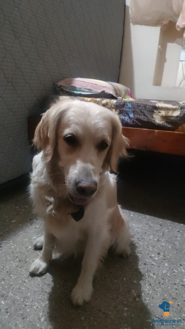 Retriever Dog for Adoption