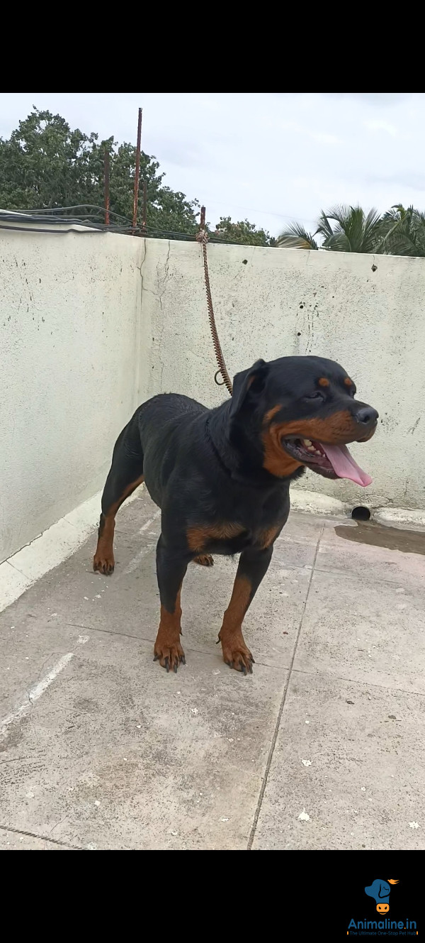 2 year female adult very friendly dog