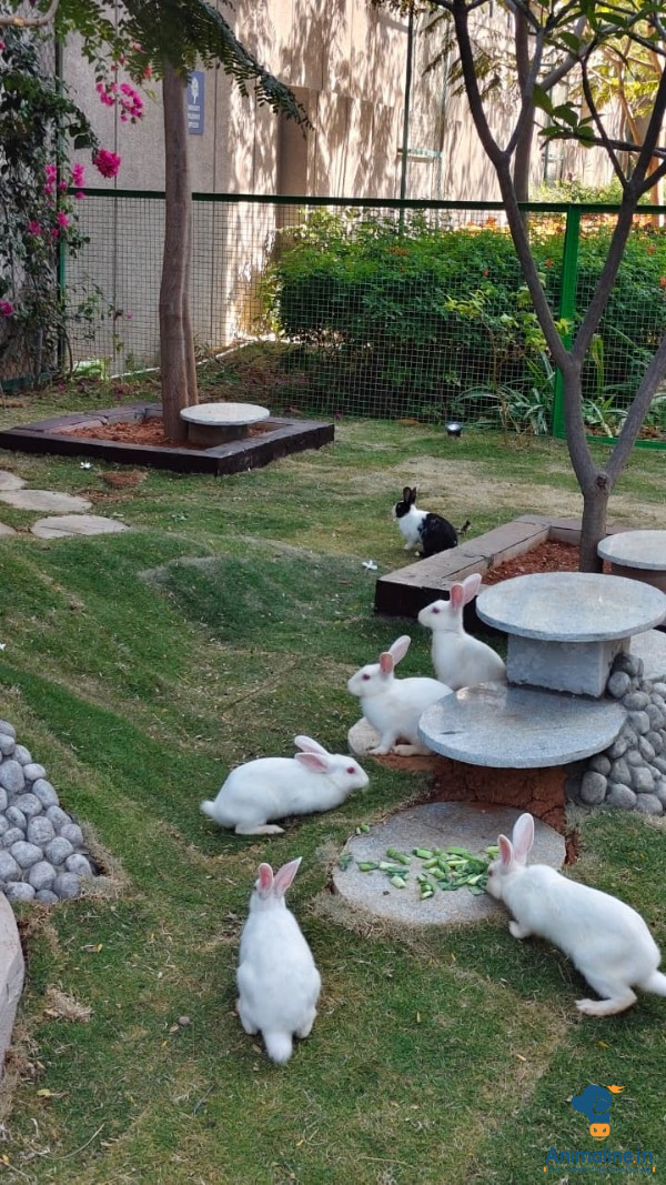 Rabbit kids 1 month old available 
