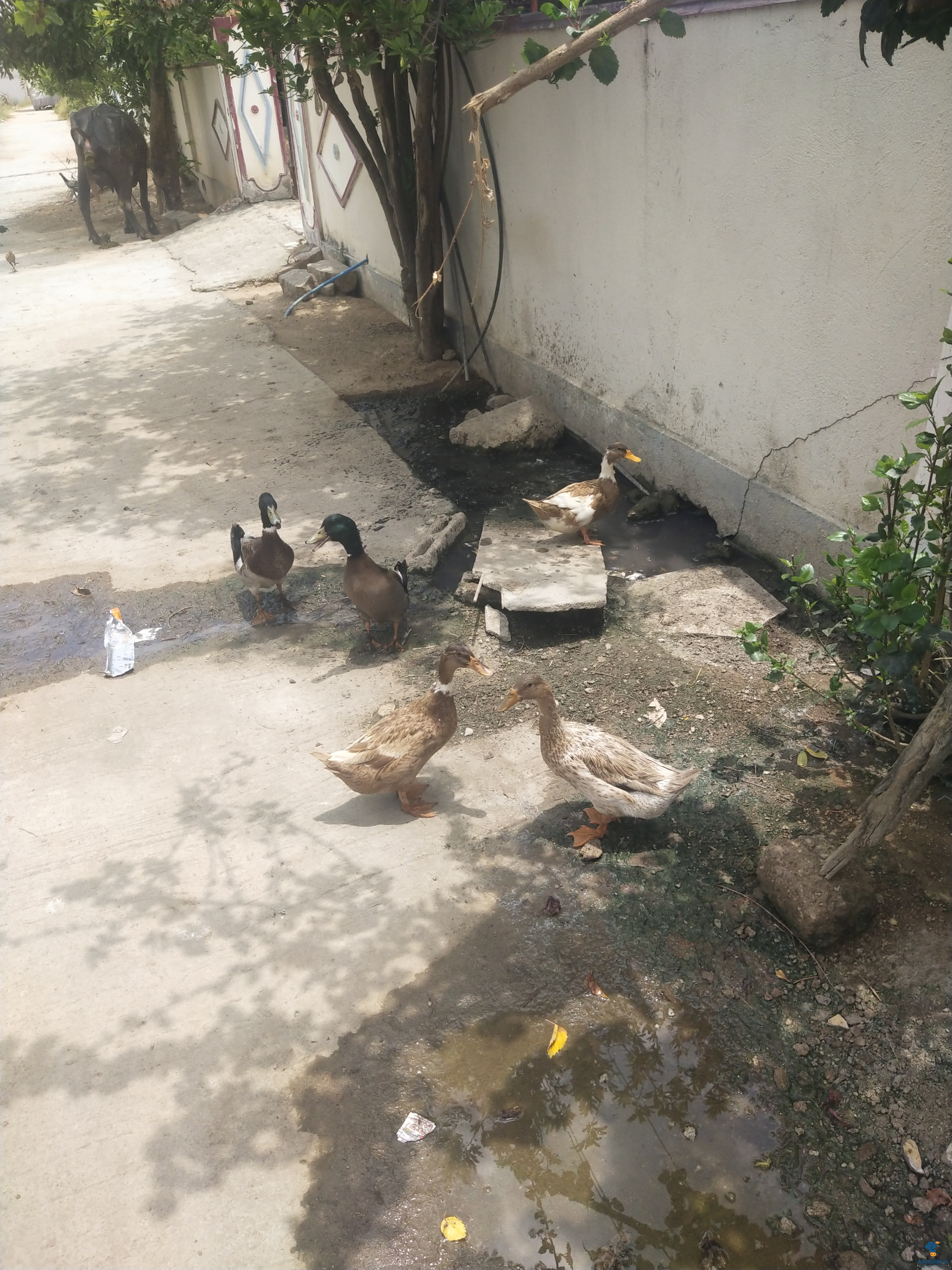 Premium  Duck for Adoption