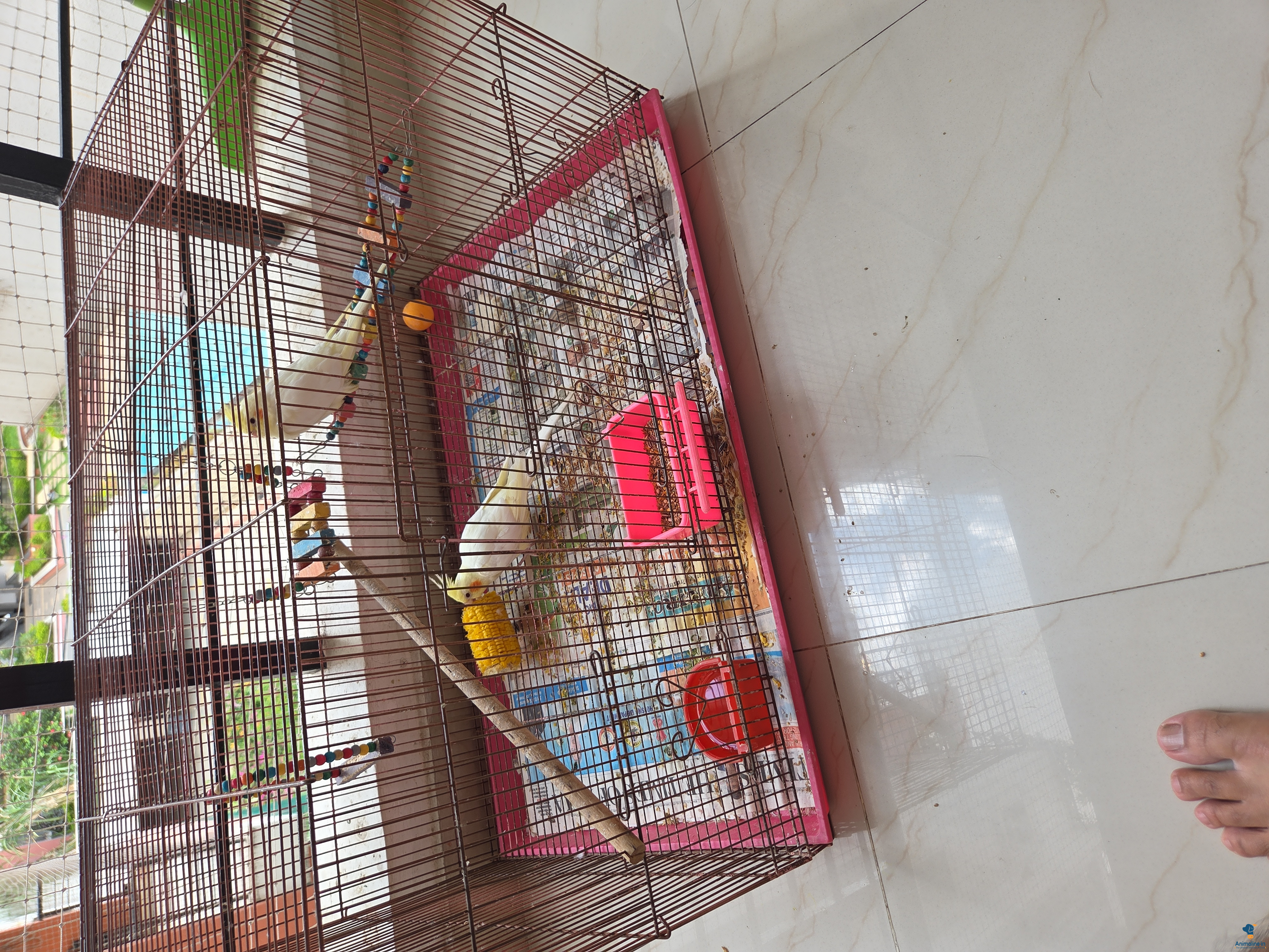 Healthy and Active Male&Females  for Sale