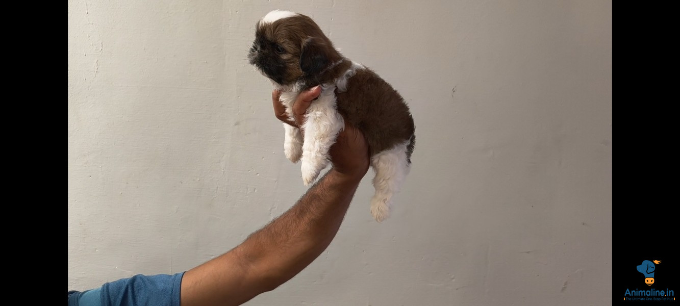 Healthy and Active Female Shih Tzu for Sale