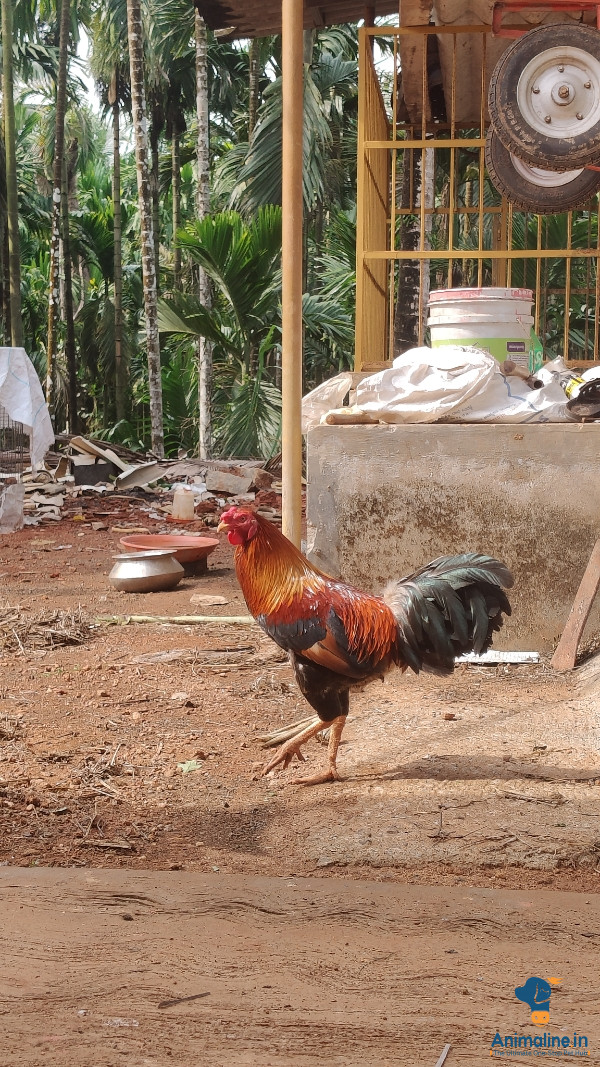 Healthy and Active Male  for Sale