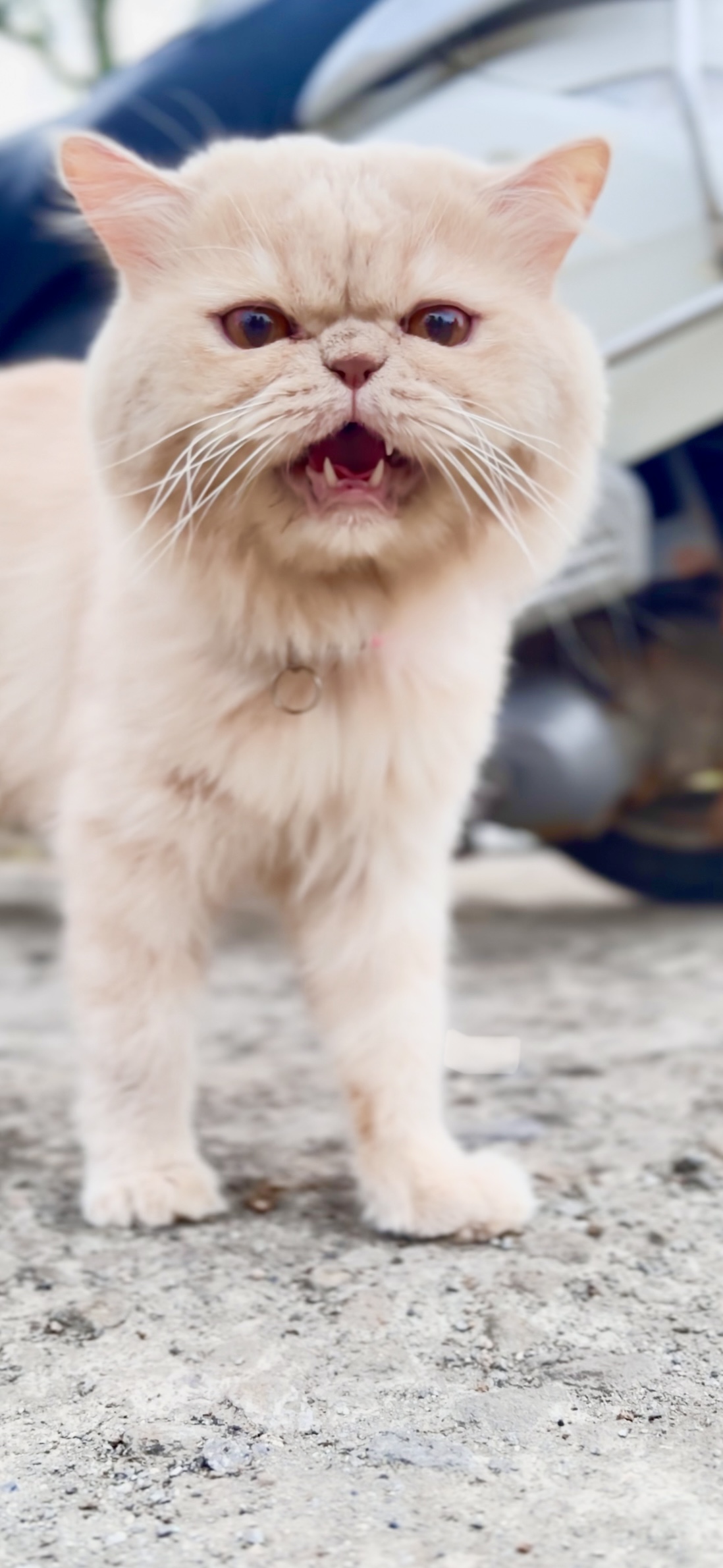 Persian Cat
