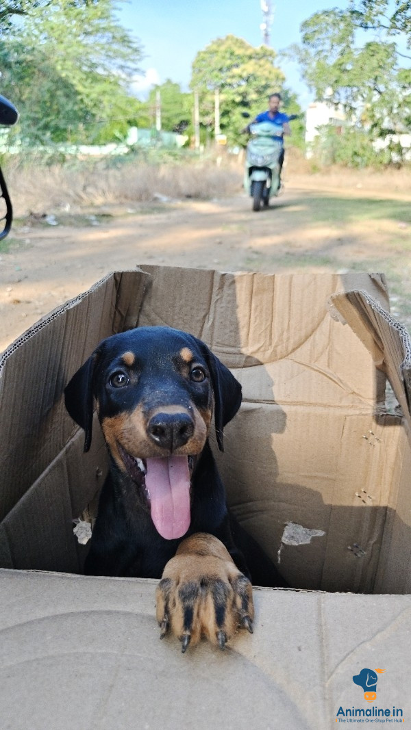 Healthy and Active Female Doberman for Sale