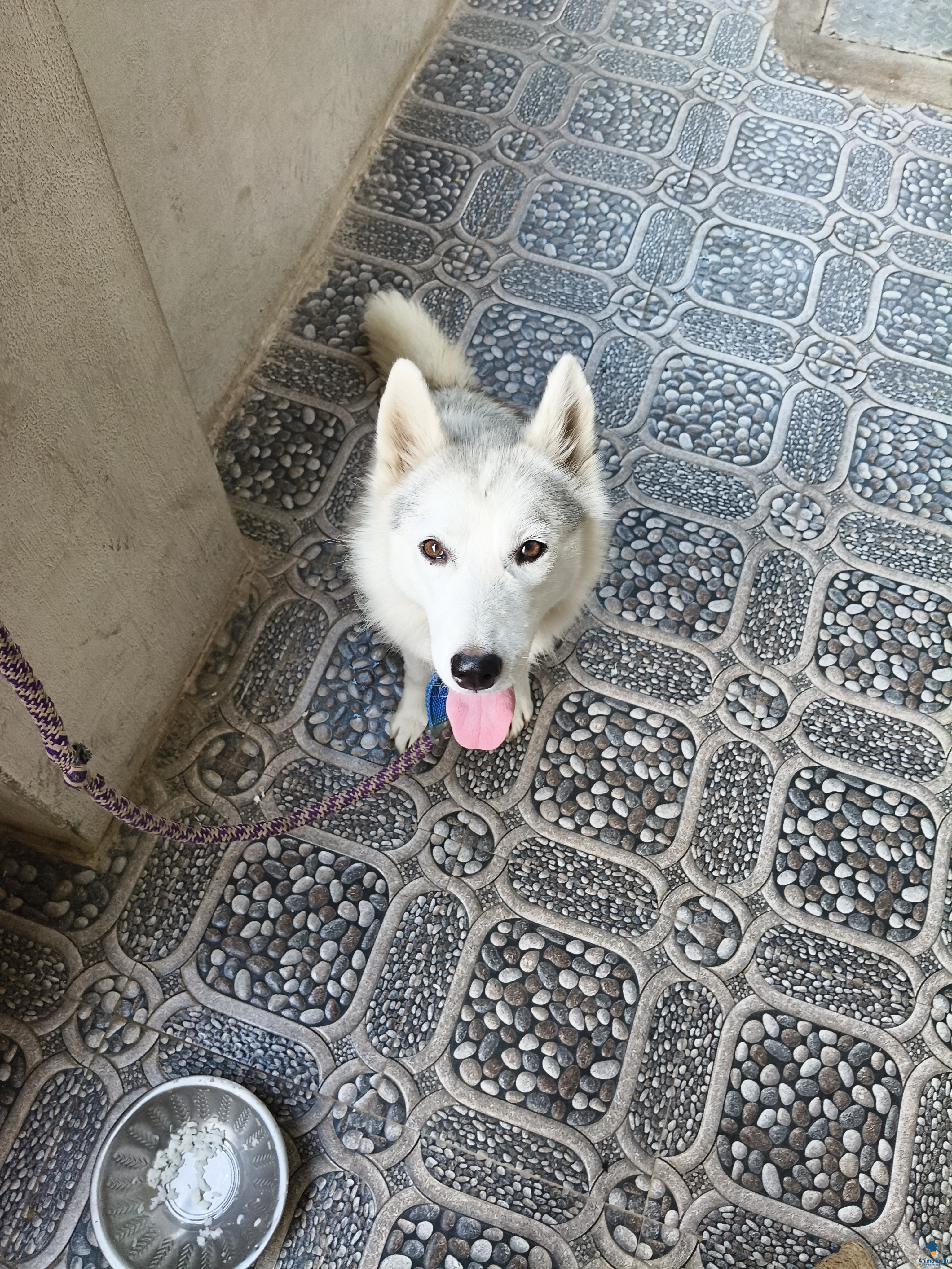 1  year dog 