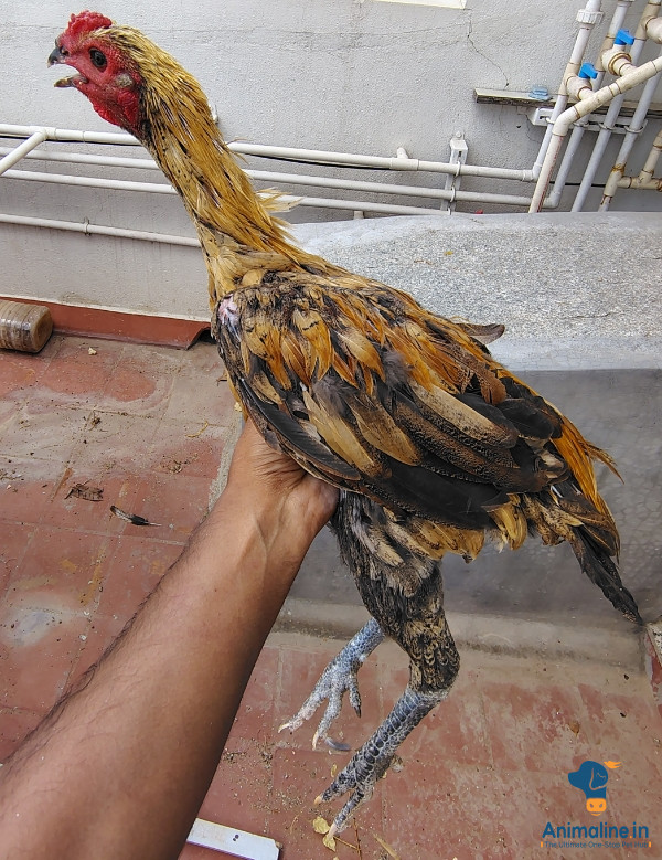 Fighter Aseel
