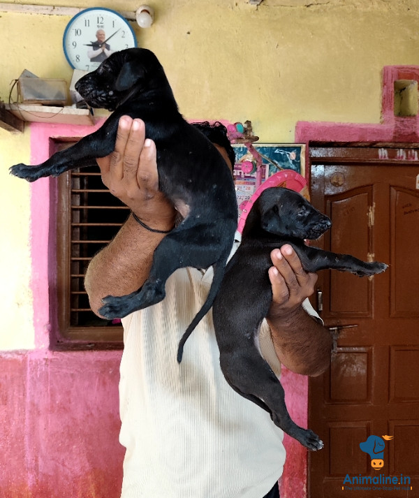 45 days puppies 
