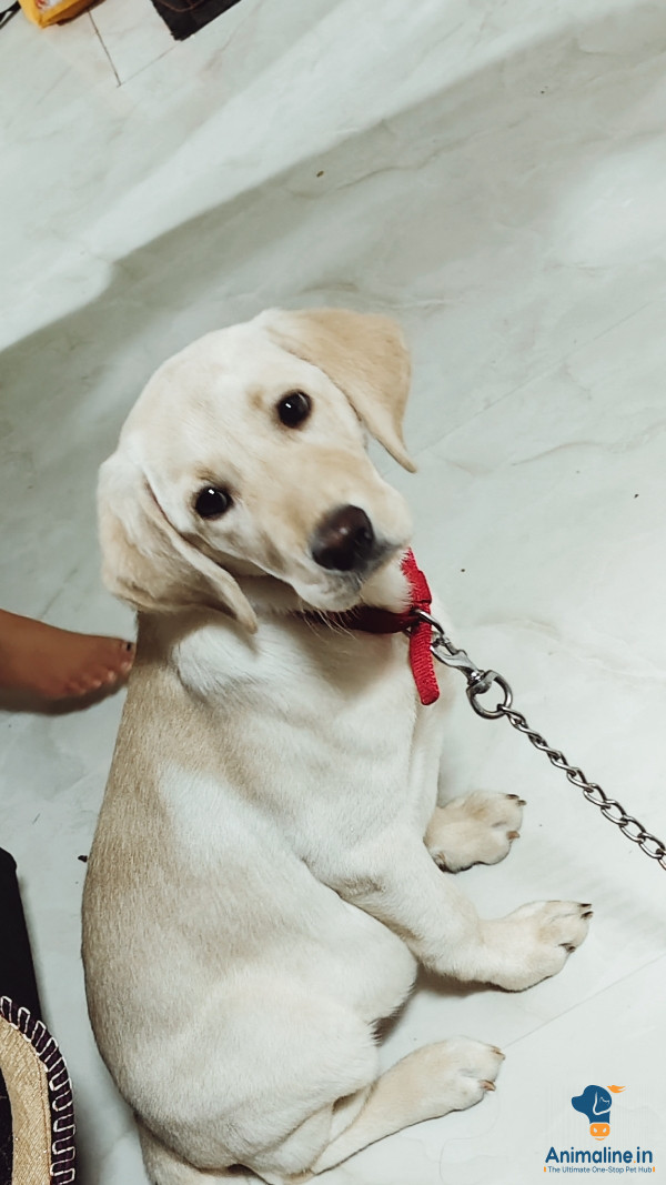 ಪ್ರೀಮಿಯಂ Labrador Retriever ನಾಯಿ {}