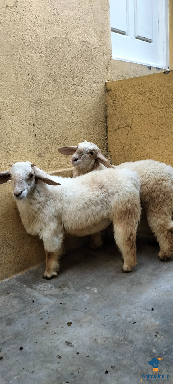 5 MONTHS OLD MALE PURE BANDUR SHEEPS 