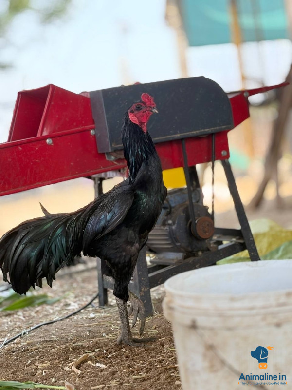 ಮಾರಾಟಕ್ಕಿದೆ ಆರೋಗ್ಯಕರ ಪುರುಷ Tellicherry