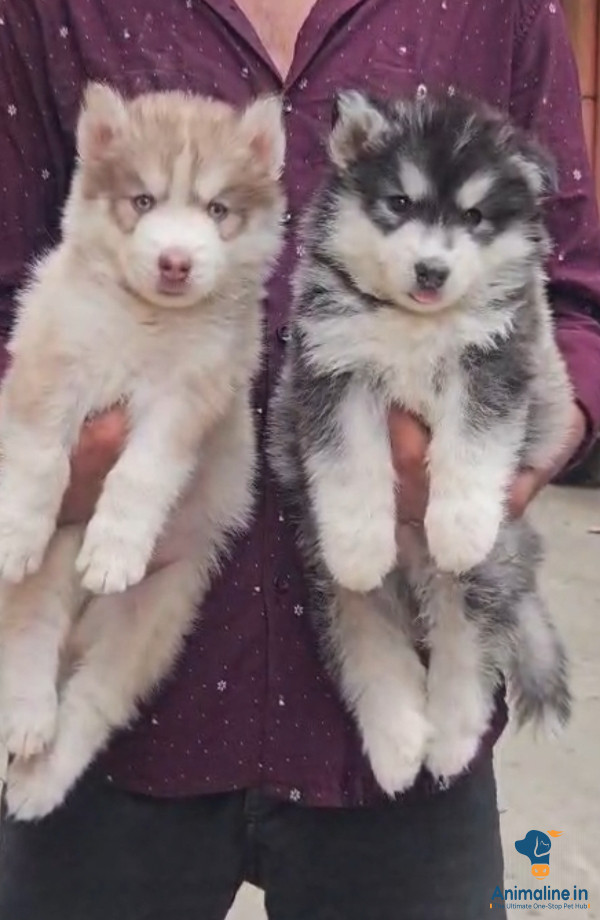 Husky male and female puppies available 