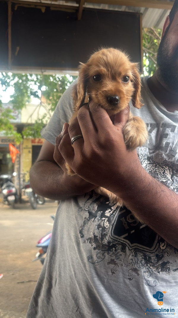 Ex 2month puppy 