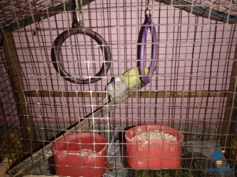 10 months two female budgies 