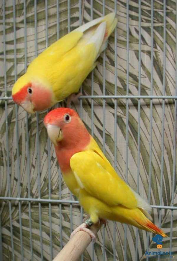 1 year old healthy nd active lutino love birds