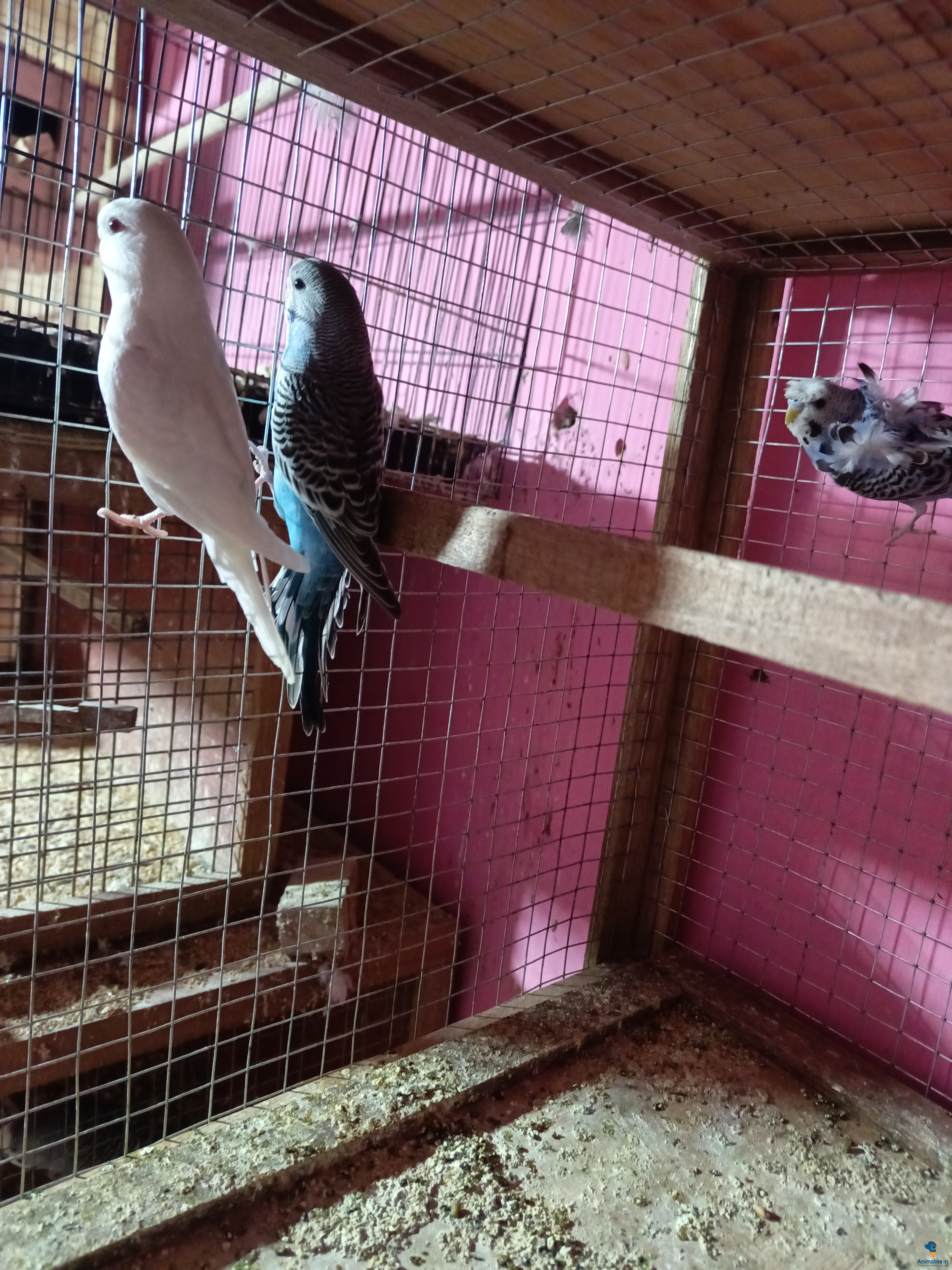 Healthy and Active Male&Females  for Sale