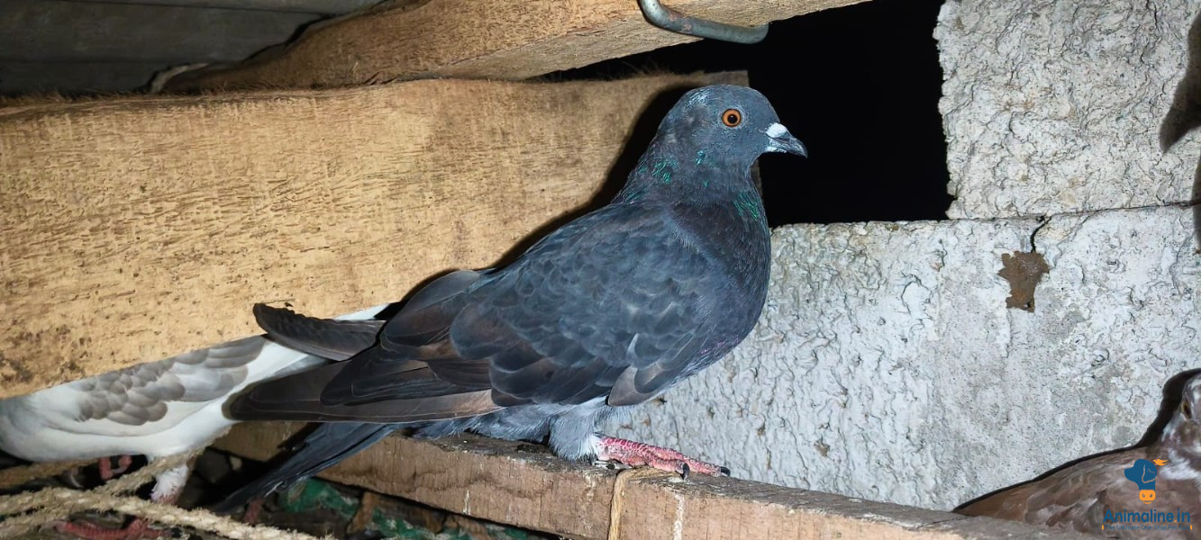ಮಾರಾಟಕ್ಕಿದೆ ಆರೋಗ್ಯಕರ ಪುರುಷ