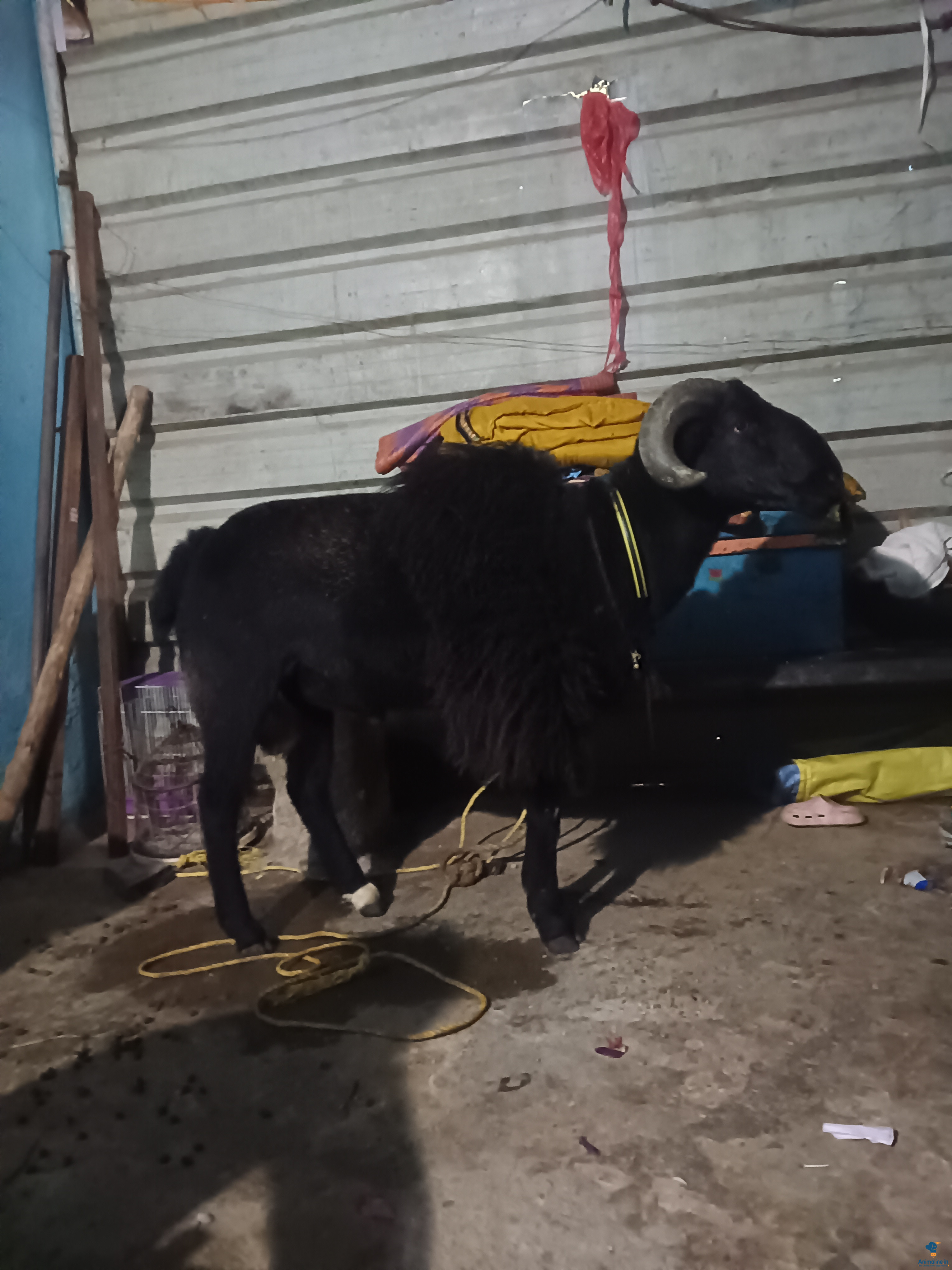 2 years old goat
