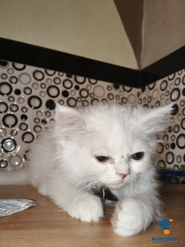 2 months old female cat