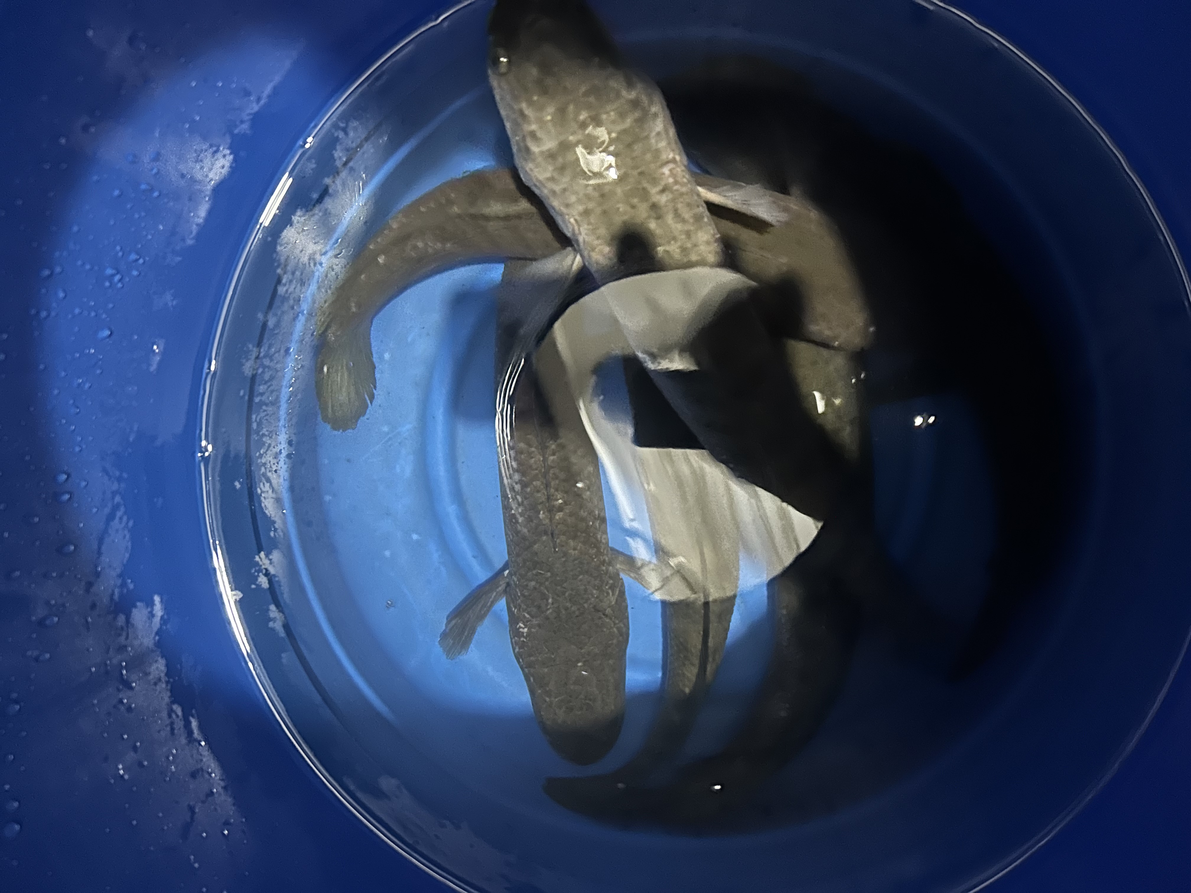 Live Murrel Fish | Kora meenu