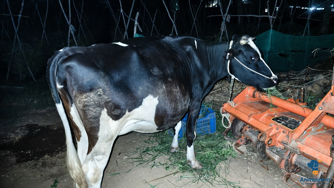 3 years female cow