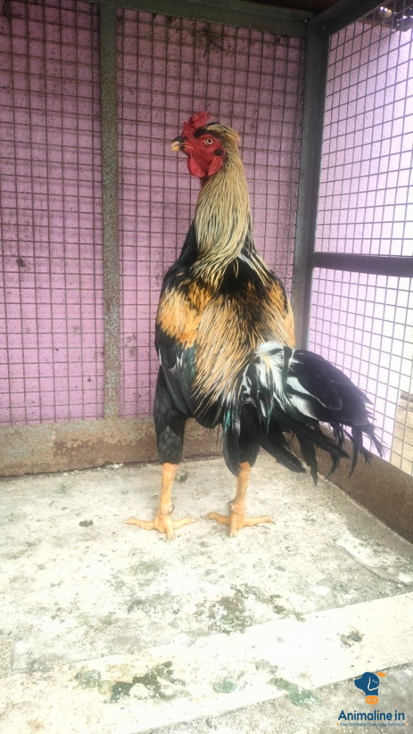 Tamilnadu boss 123