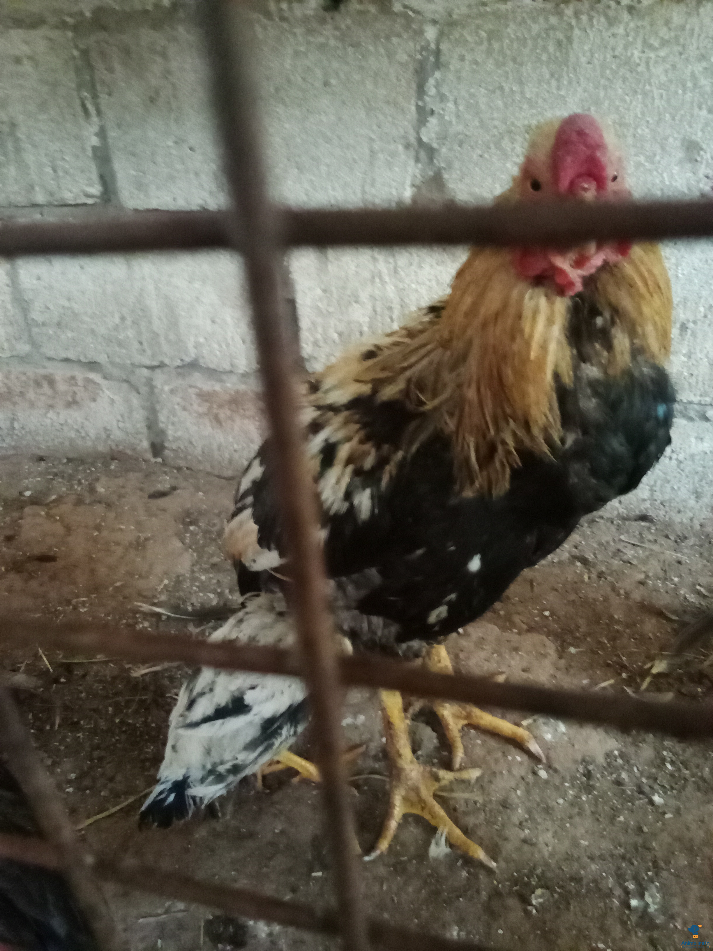 ಸೂಪರ್ ಕಲರ್ ಯಲ್ಲೋ block
