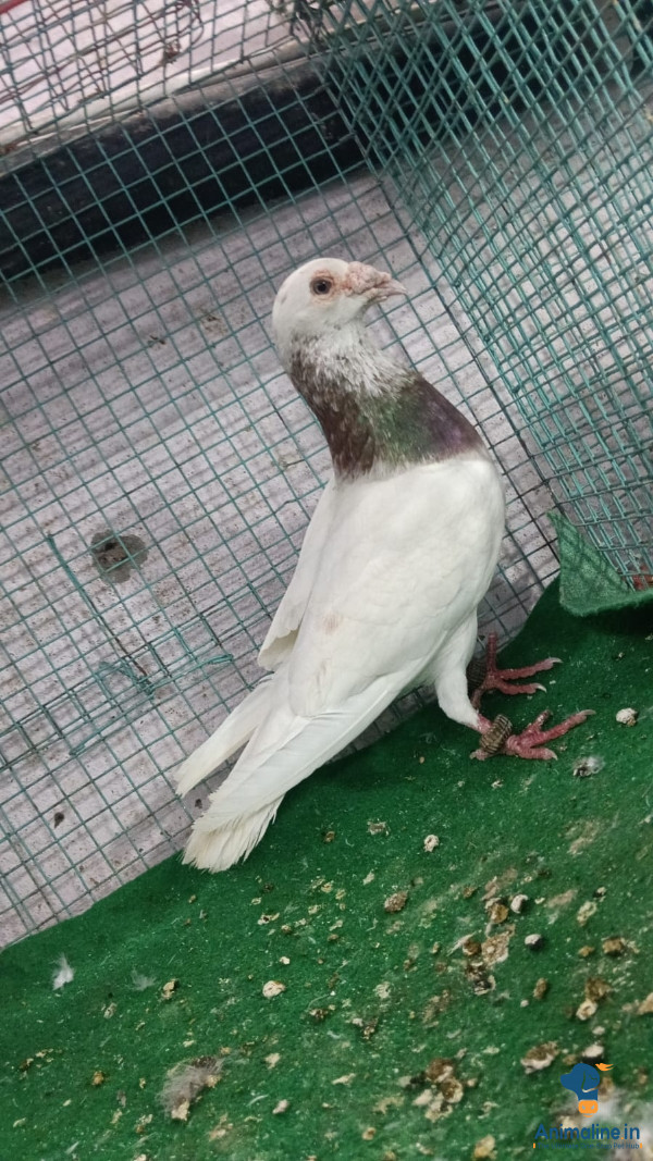 For sale this male bird