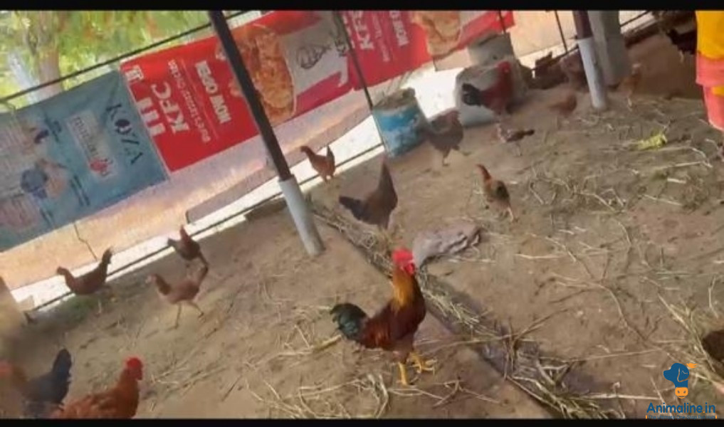 1year old pure natti Hen& rooster 