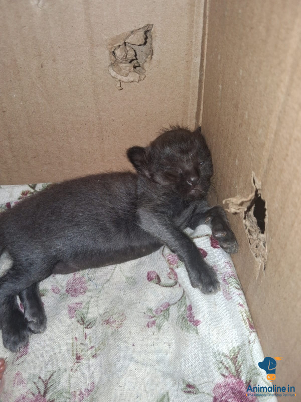 1 month mail cat
