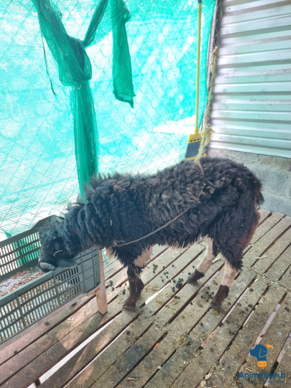 2 years male sheep 